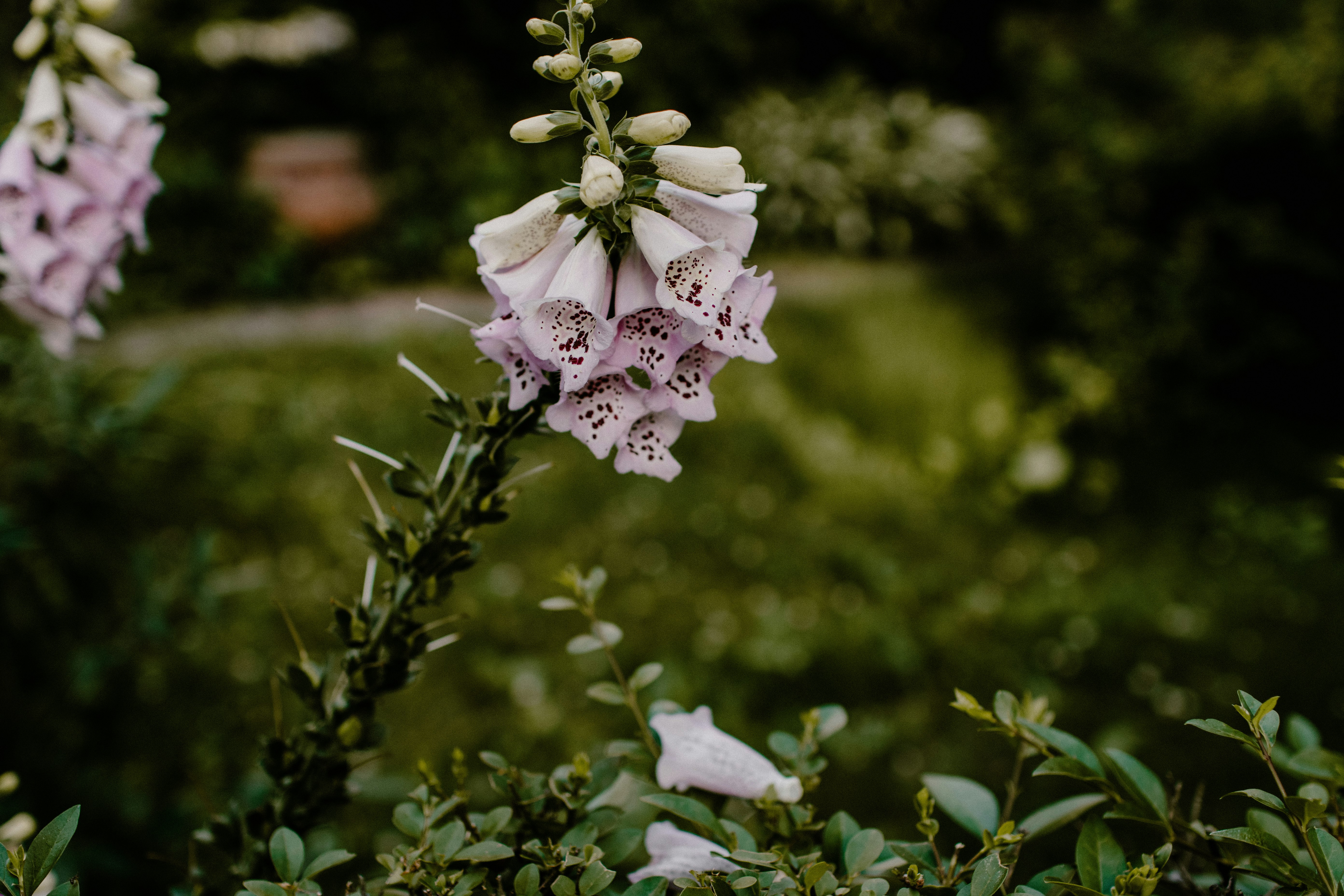 white flowers during daytime